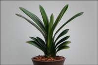 foliageplantsminiatureplant_small.jpg
