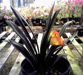 Belgian hybrid