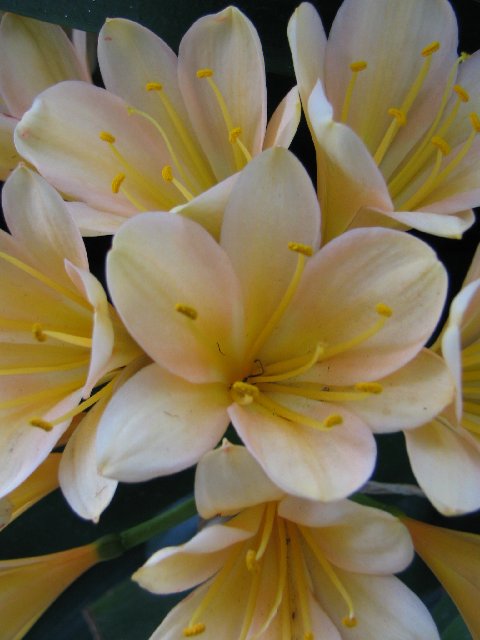This picture is of Bob Thompson's 'Vitorian Peach'.