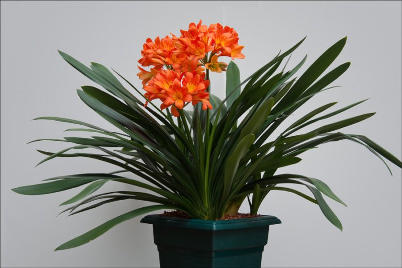 bloomingplantsdisplayplants2ndplace.jpg