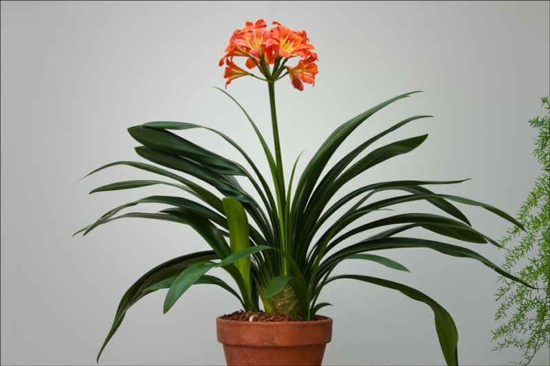 bloomingplantsgreenthroats3rdplace.jpg