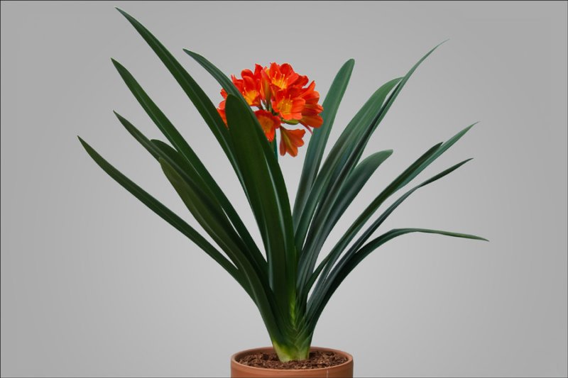 bloomingplantsorangeredcolors2ndplace.jpg