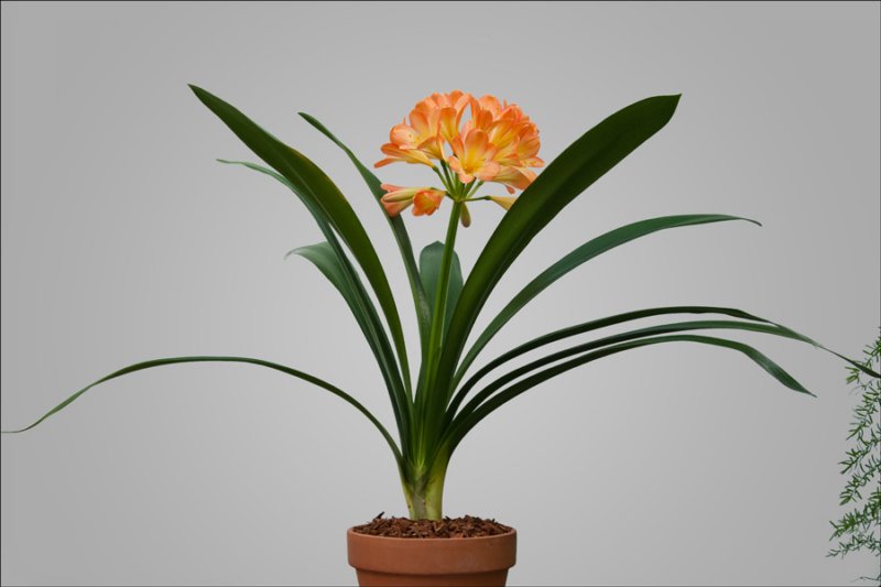 bloomingplantspeachcolors2ndplace.jpg