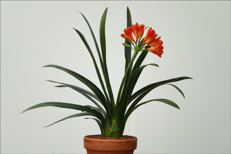 bloomingplantsredcolors3rdplace.jpg