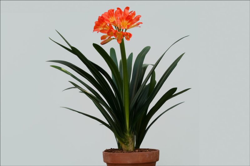 bloomingplantsunusualorangeflowerform3.jpg