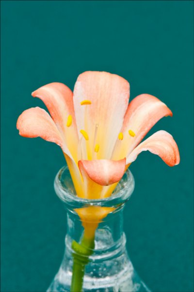 bloomscutpedicelsd1stplace.jpg