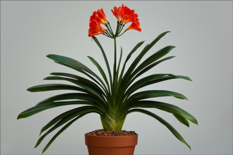 foliageplantsbroadleaves3rdplace.jpg
