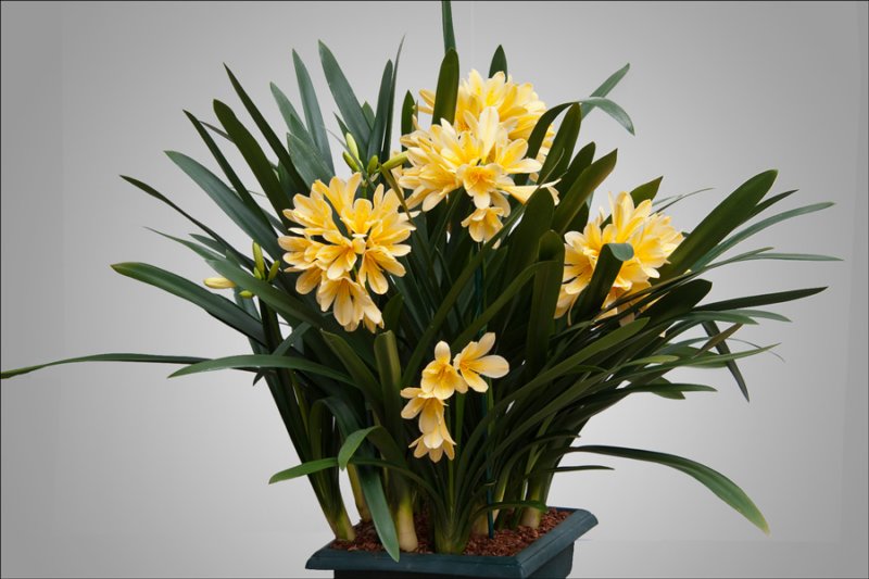 foliageplantsdisplayplants3rd.jpg