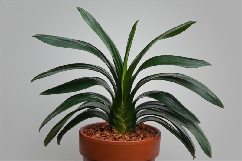 foliageplantskeeledorunusualleaf2.jpg