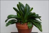 foliageplantskeeledorunusualleaf_small.jpg