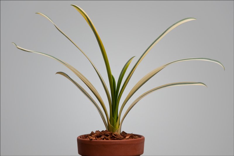foliageplantsmarginalvariegation2ndplace.jpg