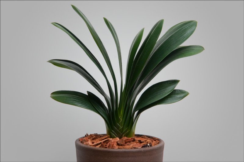 foliageplantsminiatureplant3rdplace.jpg
