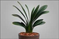 foliageplantsminiatureplant3rdplace_small.jpg