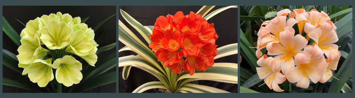 Clivia Store