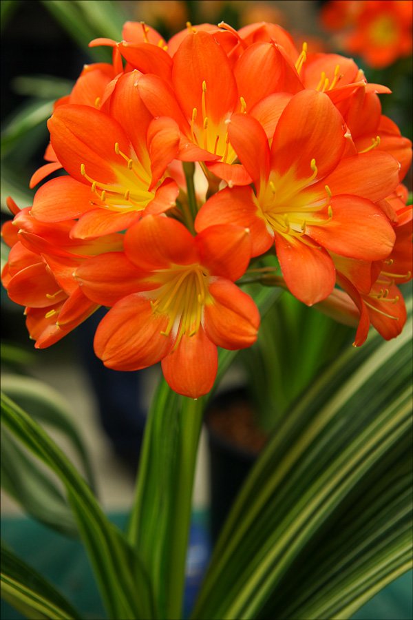 bloomingcminiataorangered7.jpg
