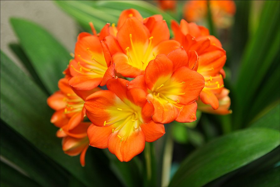 bloomingcminiatapatternedcolors10.jpg