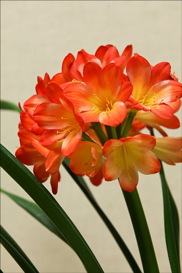 bloomingcminiatapatternedcolors4.jpg