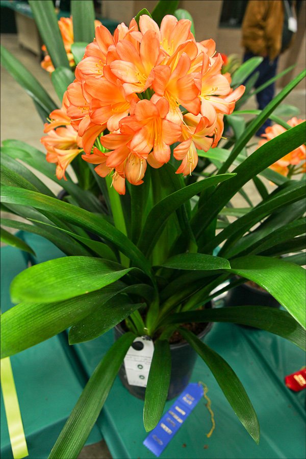 bloomingcminiatapatternedcolors5.jpg