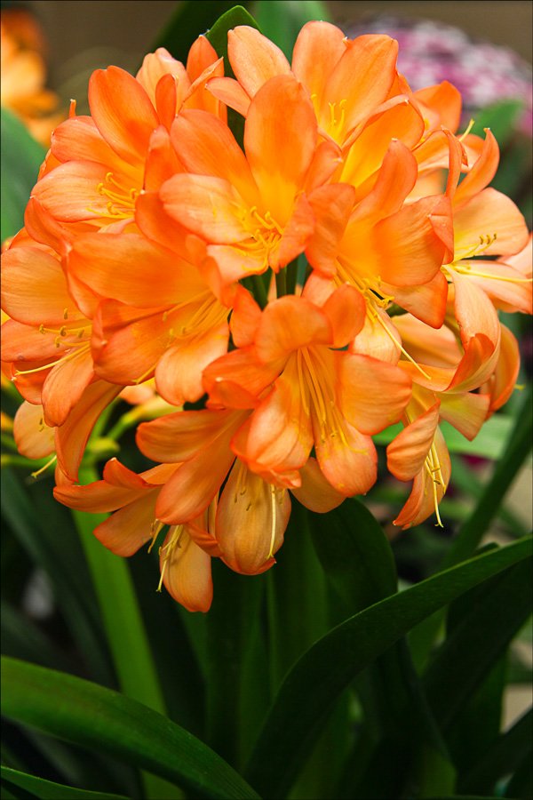 bloomingcminiatapatternedcolors6.jpg