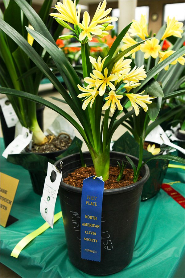 bloomingcminiatayellow4.jpg