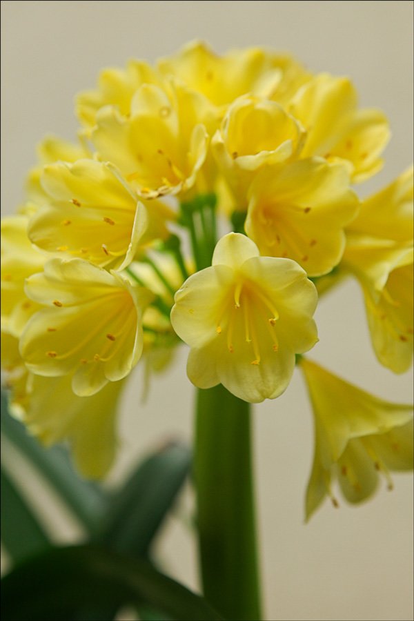 bloominginterspecificsolidpastel2.jpg