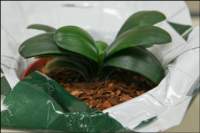 foliagecminiatadwarf2_small.jpg